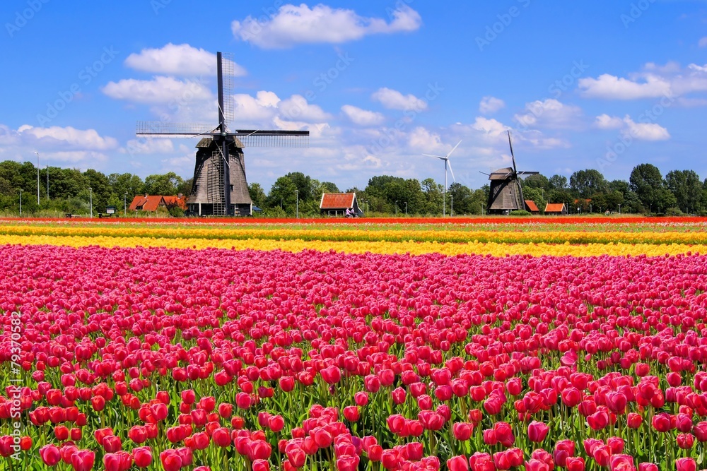 Colorful spring tulips with traditional windmills, Netherlands