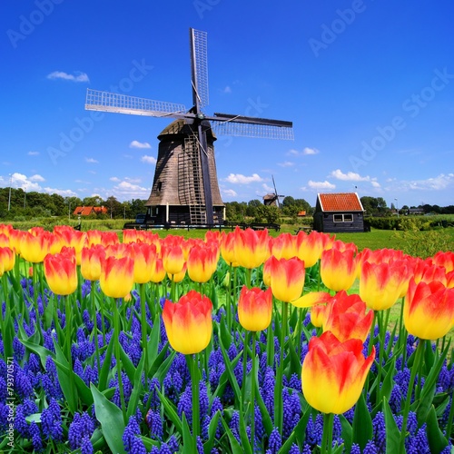 Colorful spring flowers with classic windmill, Netherlands #79370571