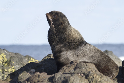 young male northern fur seal that rests