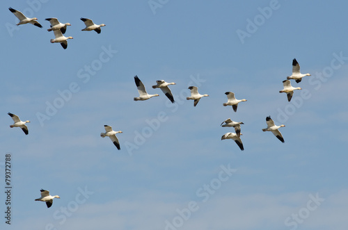 Flock of Snow Geese Flying in a Blue Sky