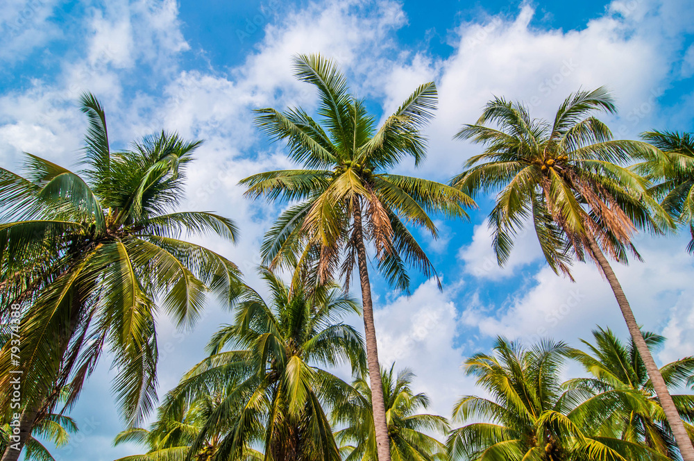 Coconut trees with blue sky background.