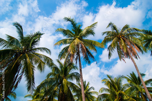 Wallpaper Mural Coconut trees with blue sky background. Torontodigital.ca