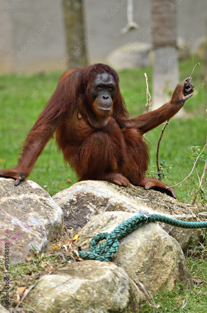 Naklejka premium Orangutan..