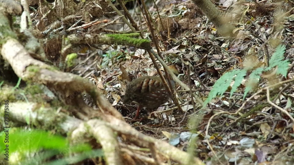 Rufous-throated Partridges is searching and eating food Rufous-throated Partridges is searching and eating food