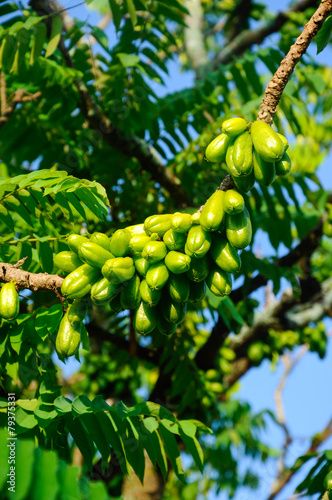 Averrhoa bilimbi of Belimbing Buluh photo