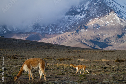 Beautiful landscape of vicugnas in Chimborazo National Park