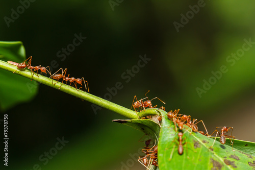 red ants teamwork © photonewman