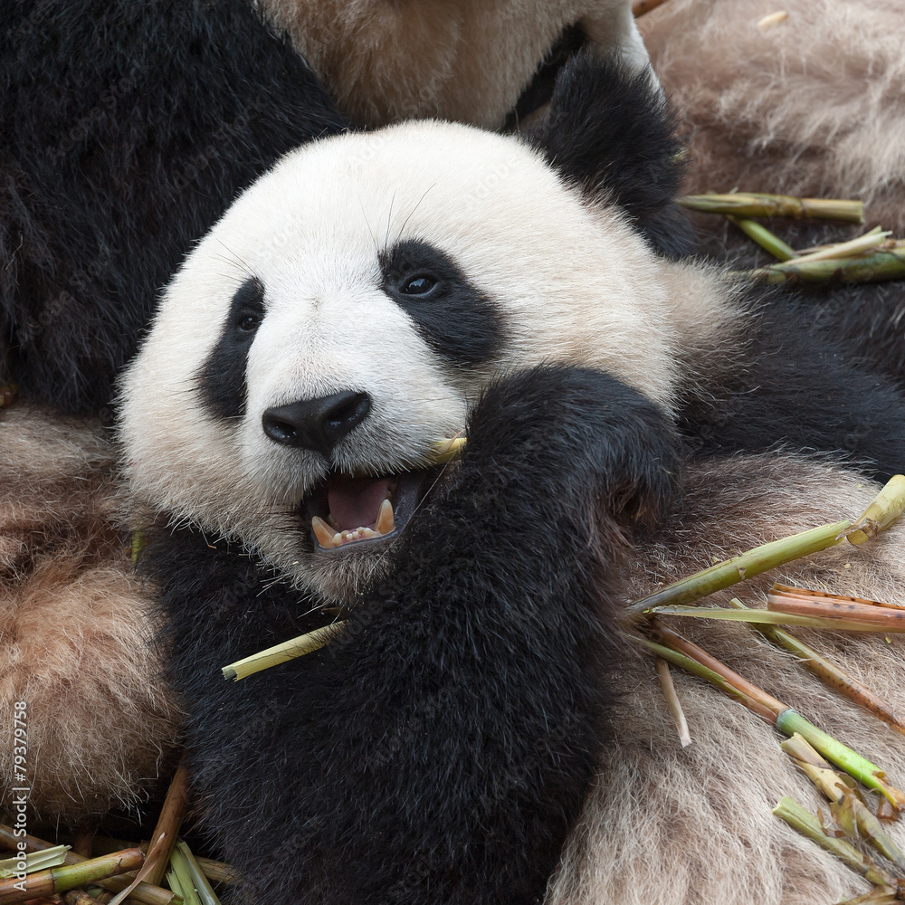 Fototapeta premium Panda bear eating bamboo
