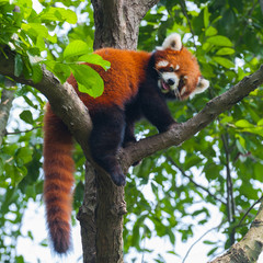 Fotobehang Panda Rode panda klimt in hoge boom  © wusuowei