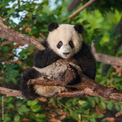 Panda bear climbing tree