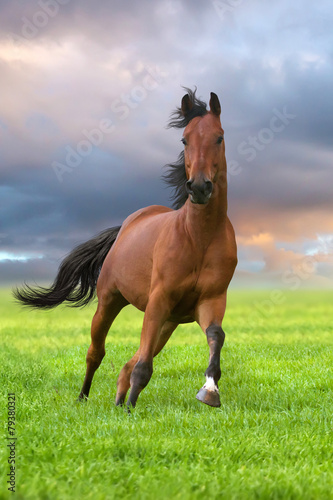 Bay stallion run in green field #79380321