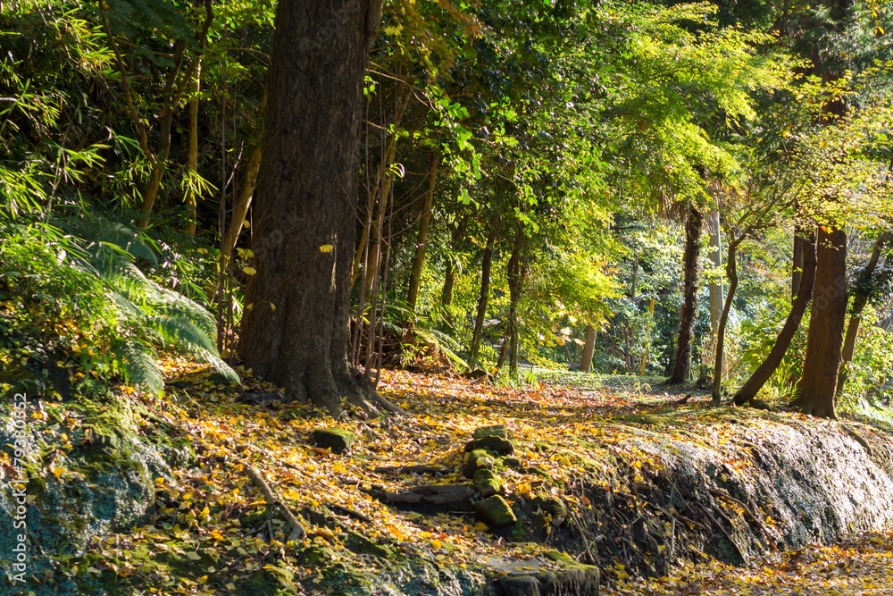 Autumn scenery of Japan Autumn scenery of Japan
