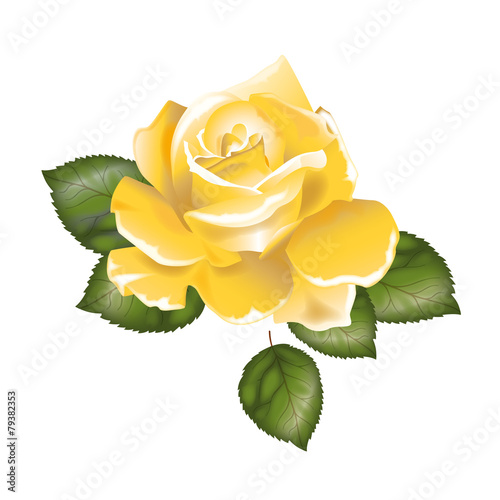 Rosa gialla - Gelosia photo