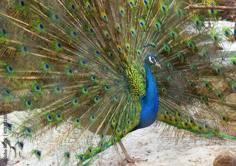 Obraz premium Индийский павлин
