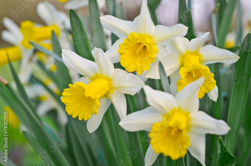Fototapeta Naklejka Na Ścianę i Meble -  daffodils
