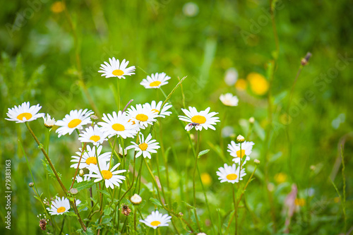 camomile on the field