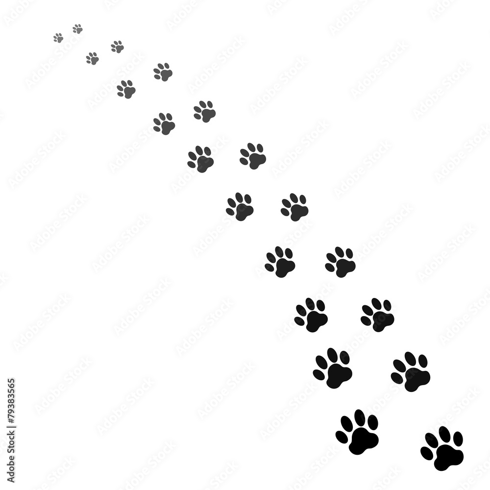 footprints of dog