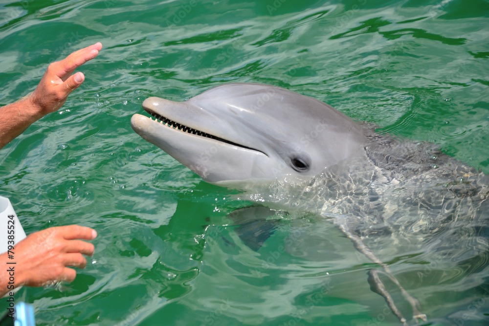 Obraz premium Hands of a person touching a dolphin