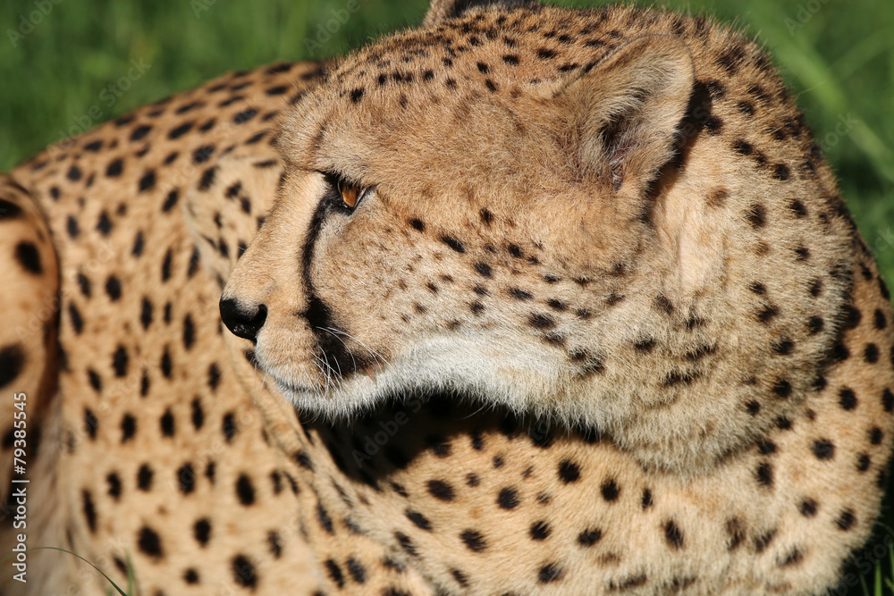 Fototapeta premium Cheetah