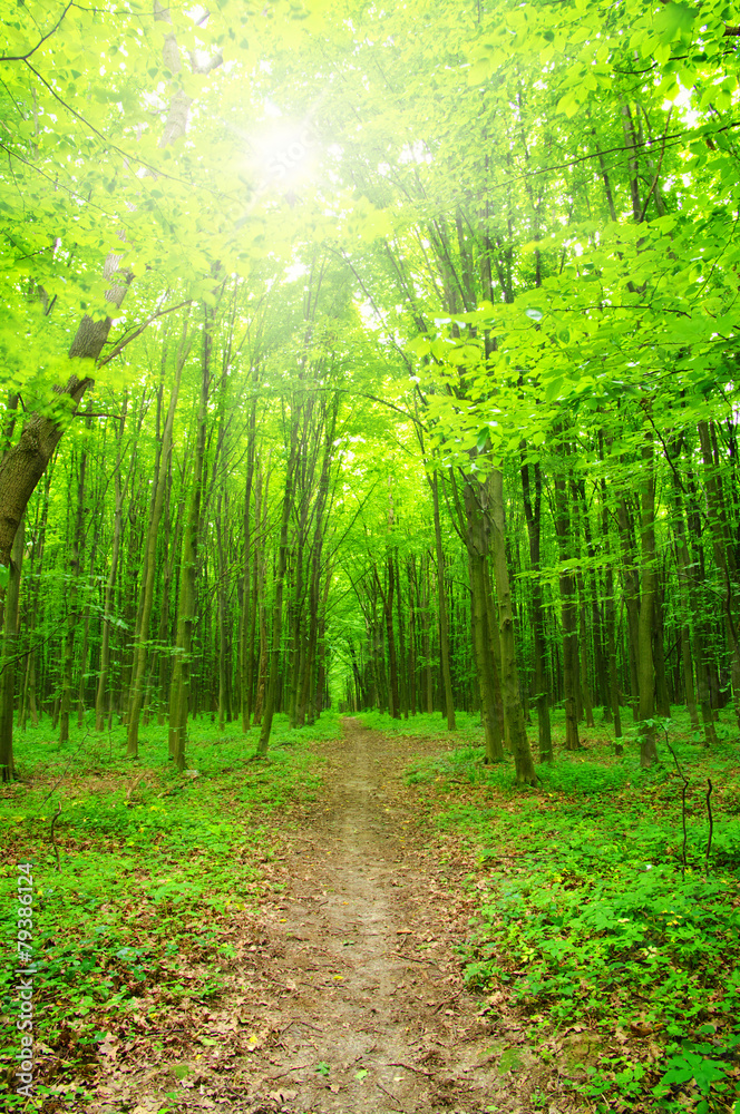 Obraz premium sunlight forest