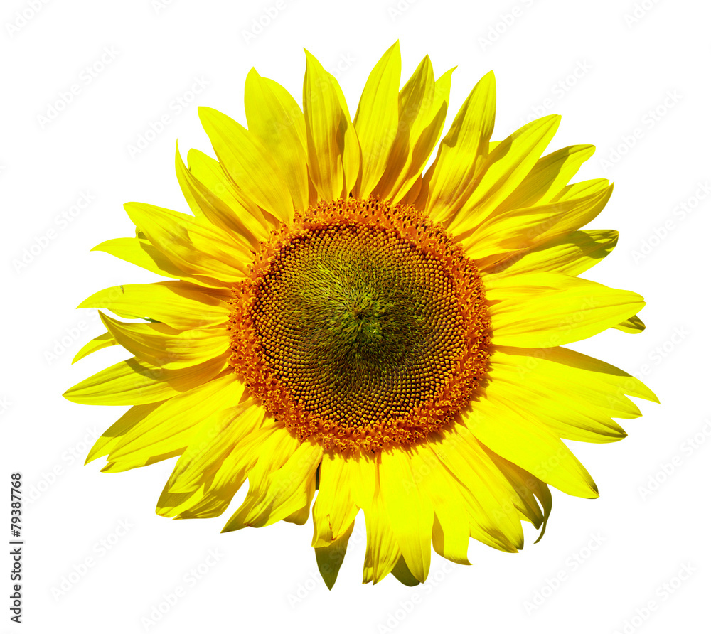 Obraz premium sunflower