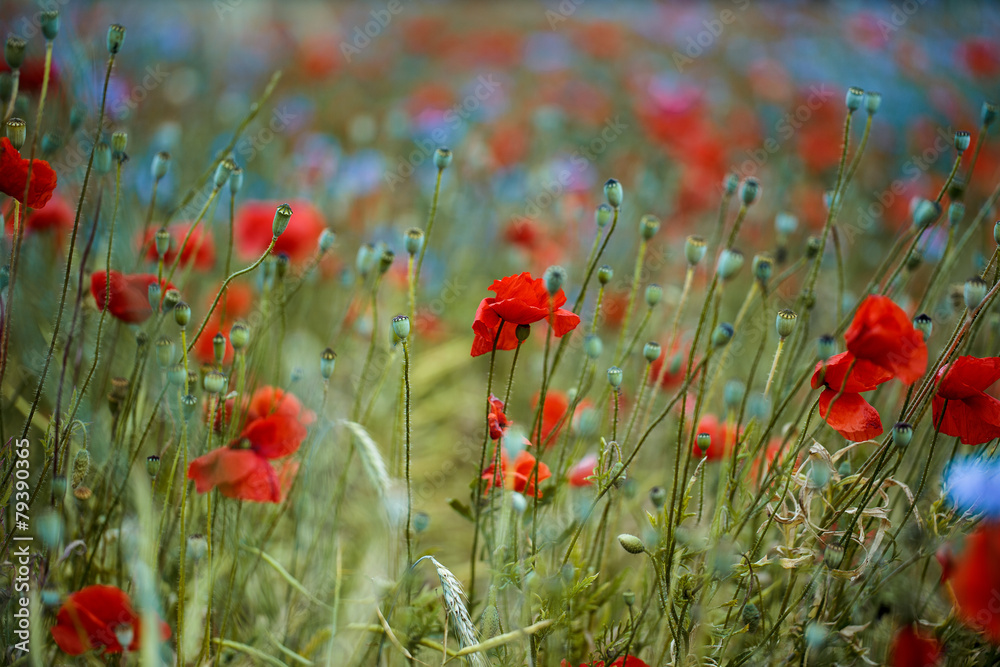 Obraz premium Corn Poppy and Cornflower