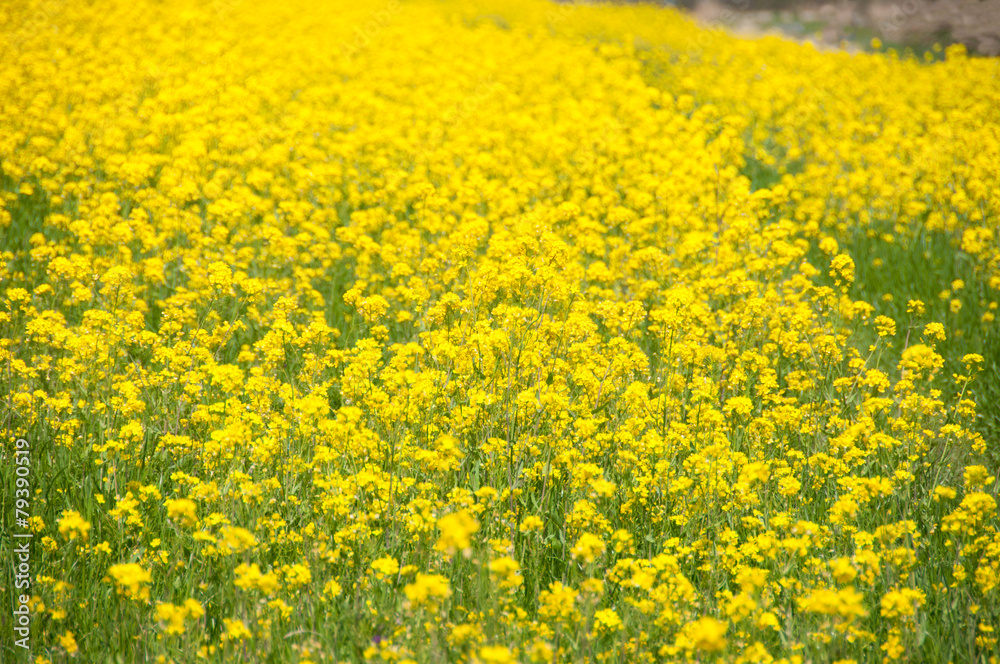 Rape Blossom Field