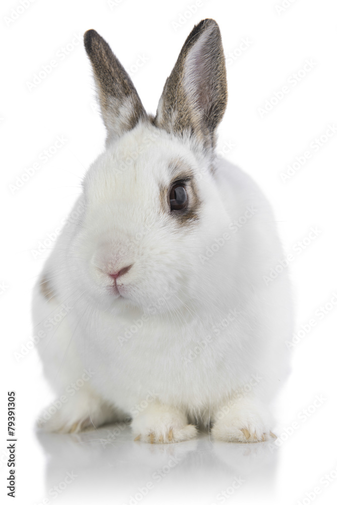 White rabbit isolated on a white background. White rabbit isolated on a white background.