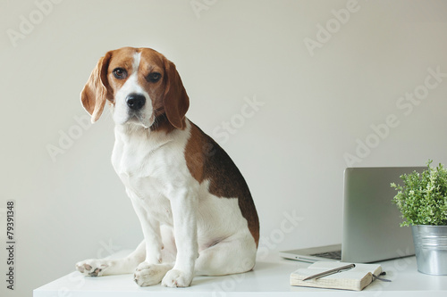 Beagle dog at office table with laptop