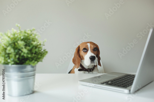 Beagle dog at office table with laptop