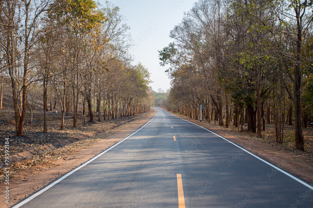 Fototapeta premium Long asphalt road with dry tree