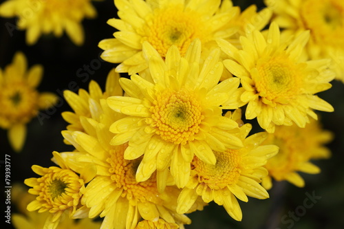 Chrysanthemum flower blooming in the garden