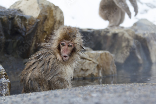 Little snow monkey at the jigokudani monkey park © ayusloth