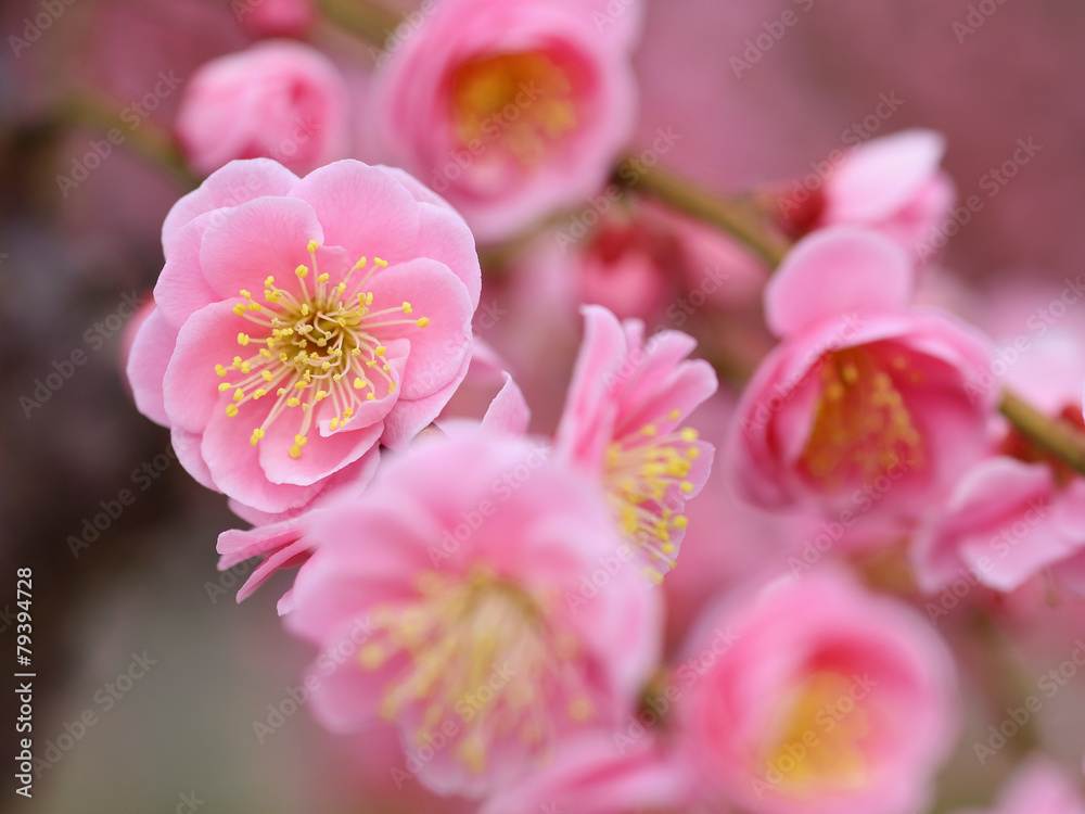 枝垂れ梅の八重花stock Photo Adobe Stock