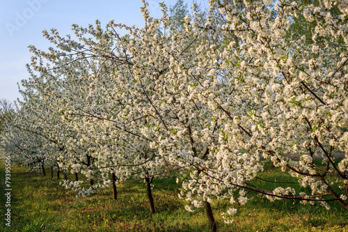 Apple orchard in full blossom