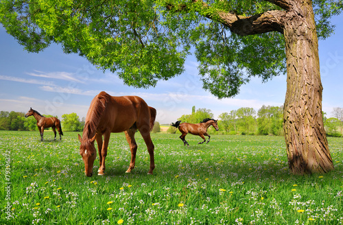 Herd of horses in a spring landscape