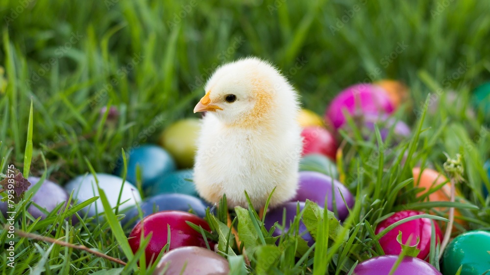 Lovely Easter Chick