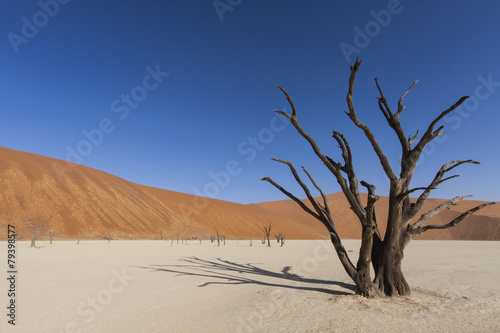 dead tree and sand dune © picture.jacker