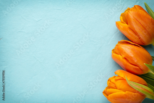 Fototapeta Naklejka Na Ścianę i Meble -  Tulip.