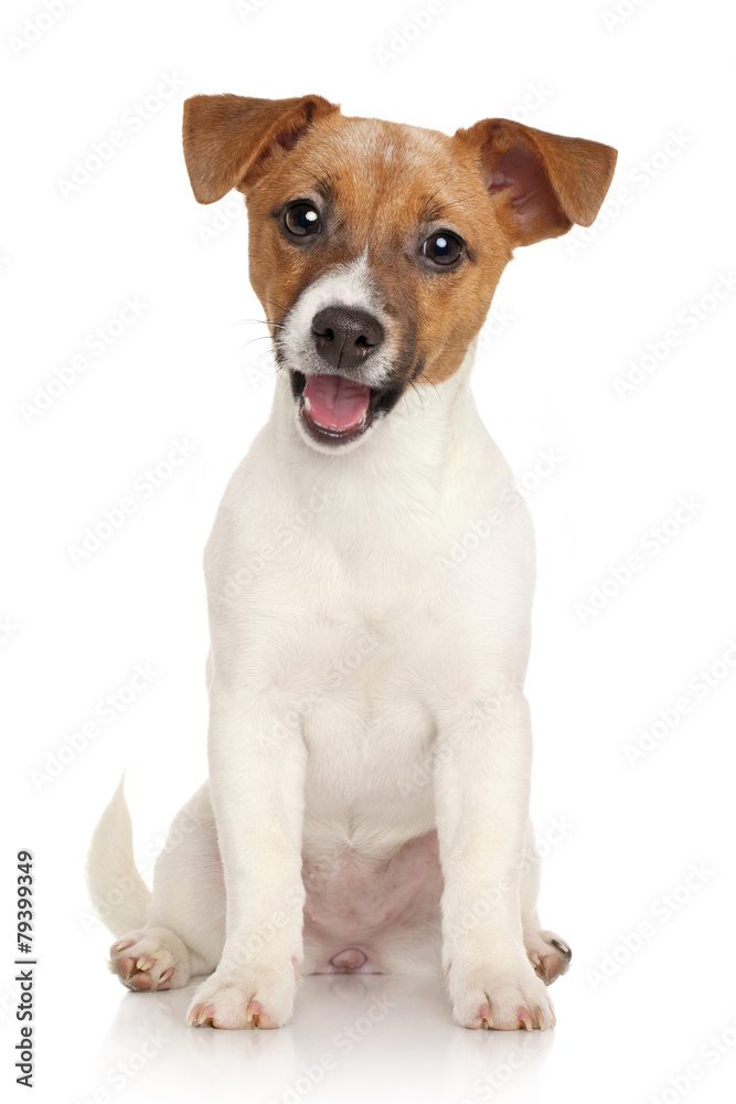 Jack Russell terrier puppy. Portrait on white background - obrazy, fototapety, plakaty 
