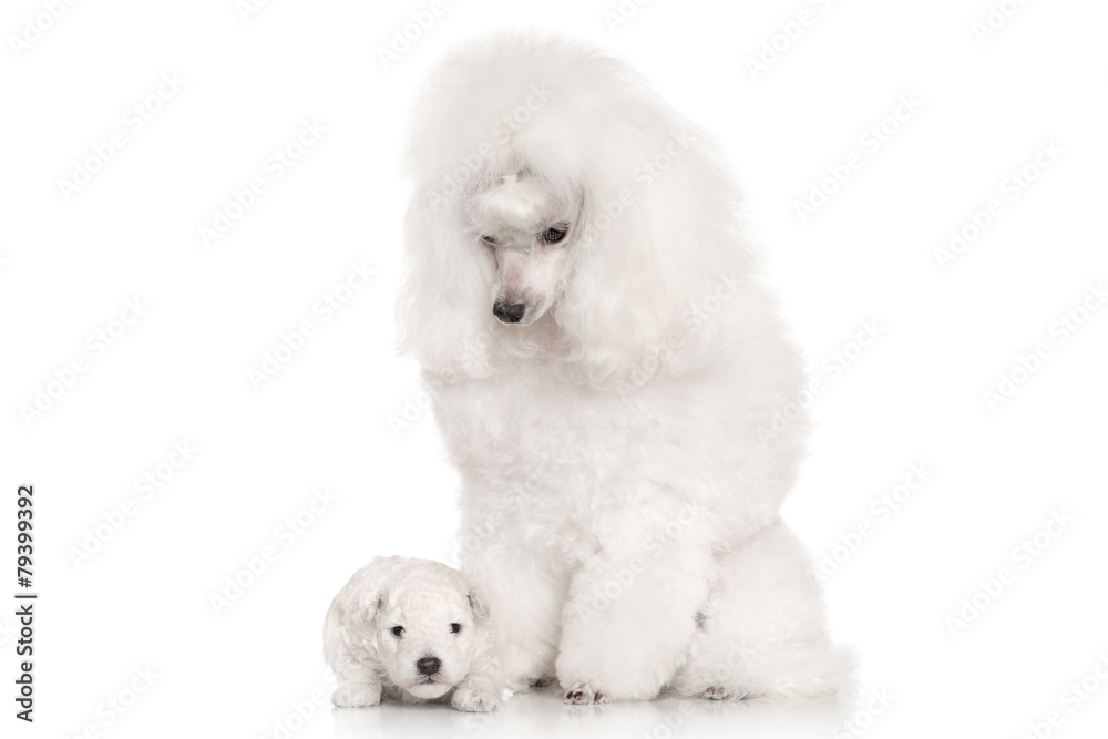 Mother and puppy. Portrait on white background