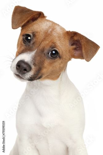 Jack Russell terrier puppy © jagodka