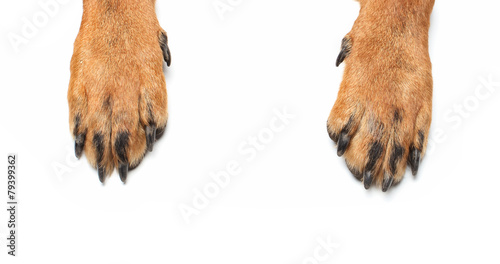 Rottweiler paws photo