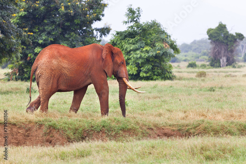 Red African Elephant in Kenya