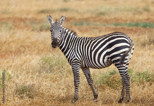 Cute Zebra in Tsavo East in Kenya