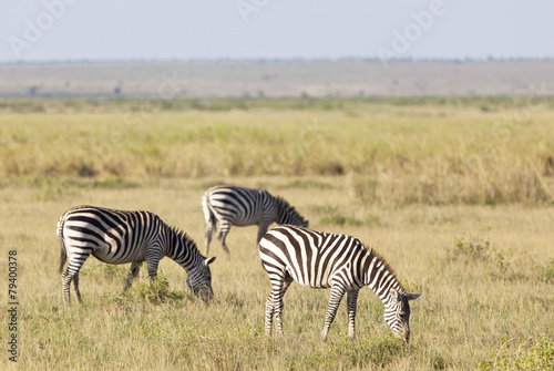 Zebras in Kenya