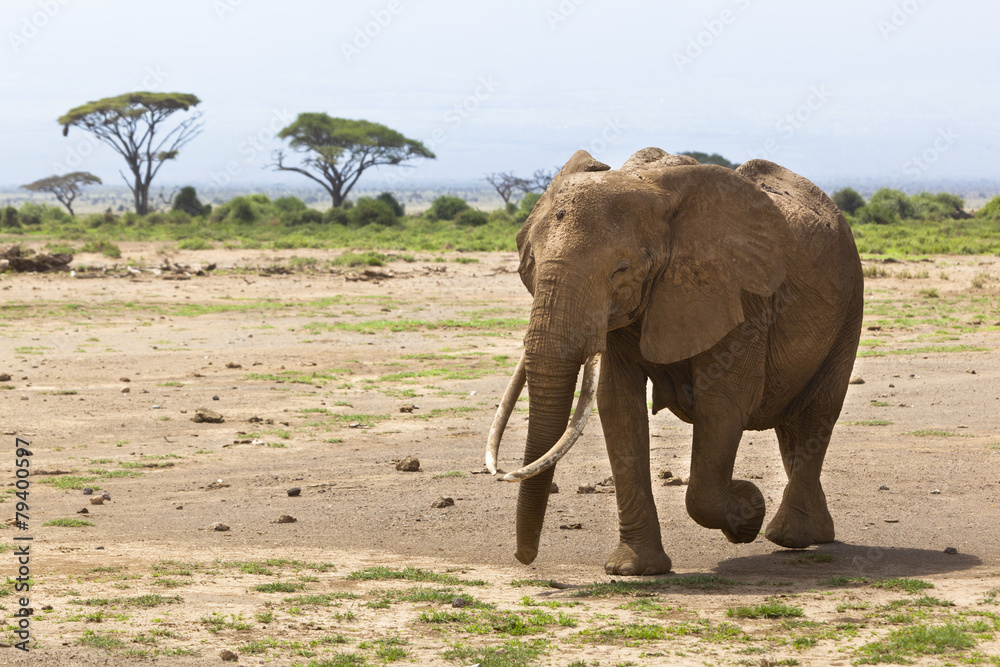 Obraz premium African Elephant in Kenya