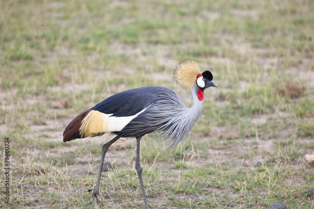 Fototapeta premium Grey Crowned Crane, Kenya