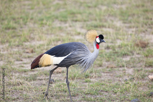 Grey Crowned Crane, Kenya