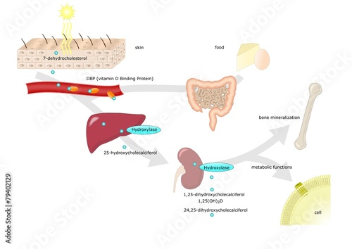 funzioni e metabolismo della vitamina D